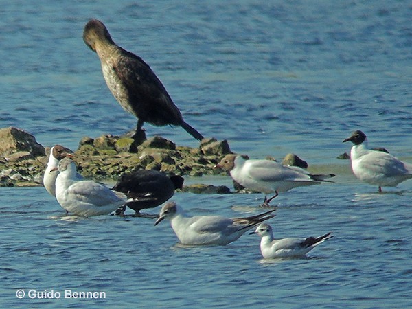 Mouette pygmée - ML51035151