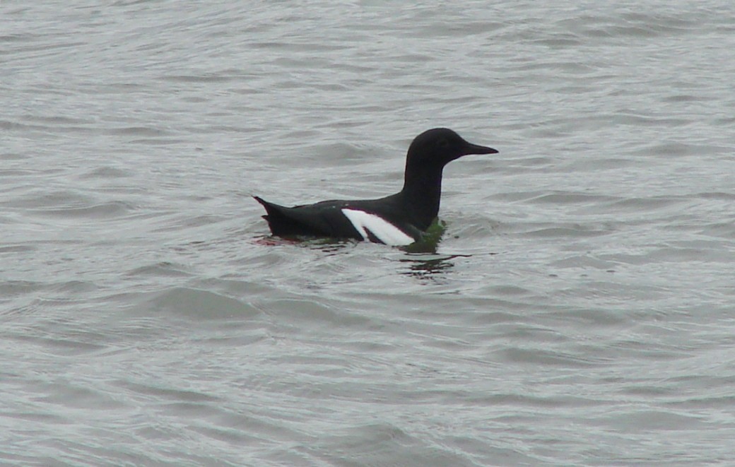 Pigeon Guillemot - ML51035541