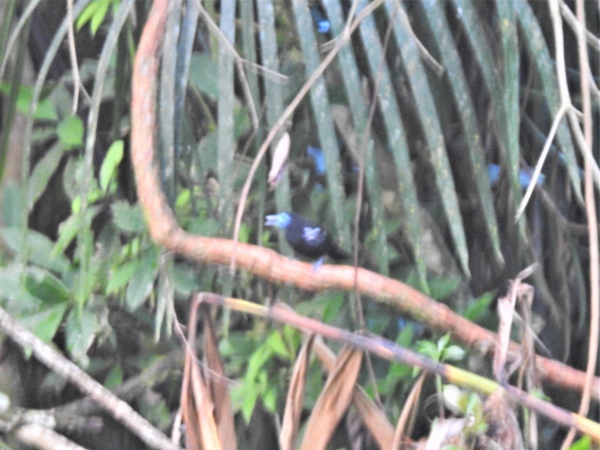 Bare-crowned Antbird - ML510355531