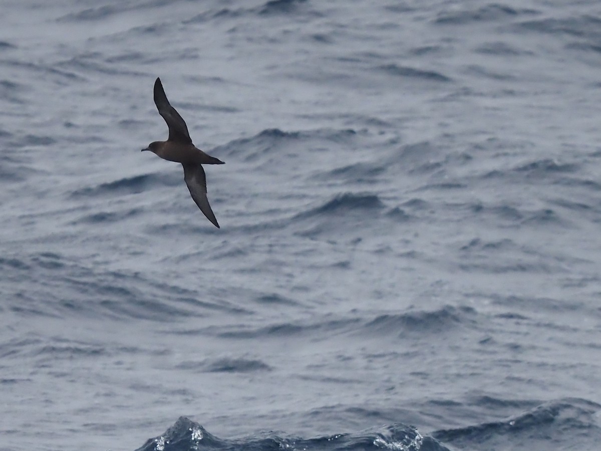 Sooty Shearwater - ML510357401