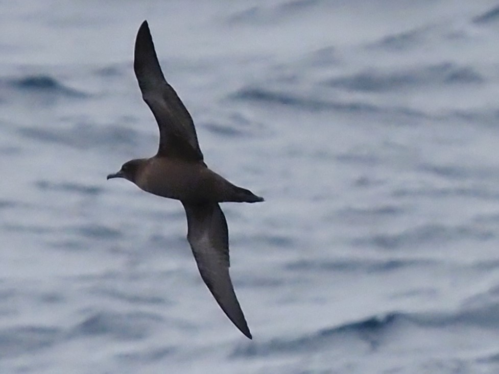 Sooty Shearwater - Darren Shirley