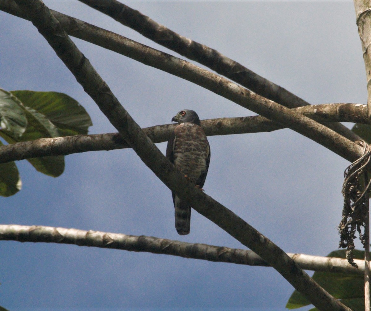 Double-toothed Kite - ML510357981