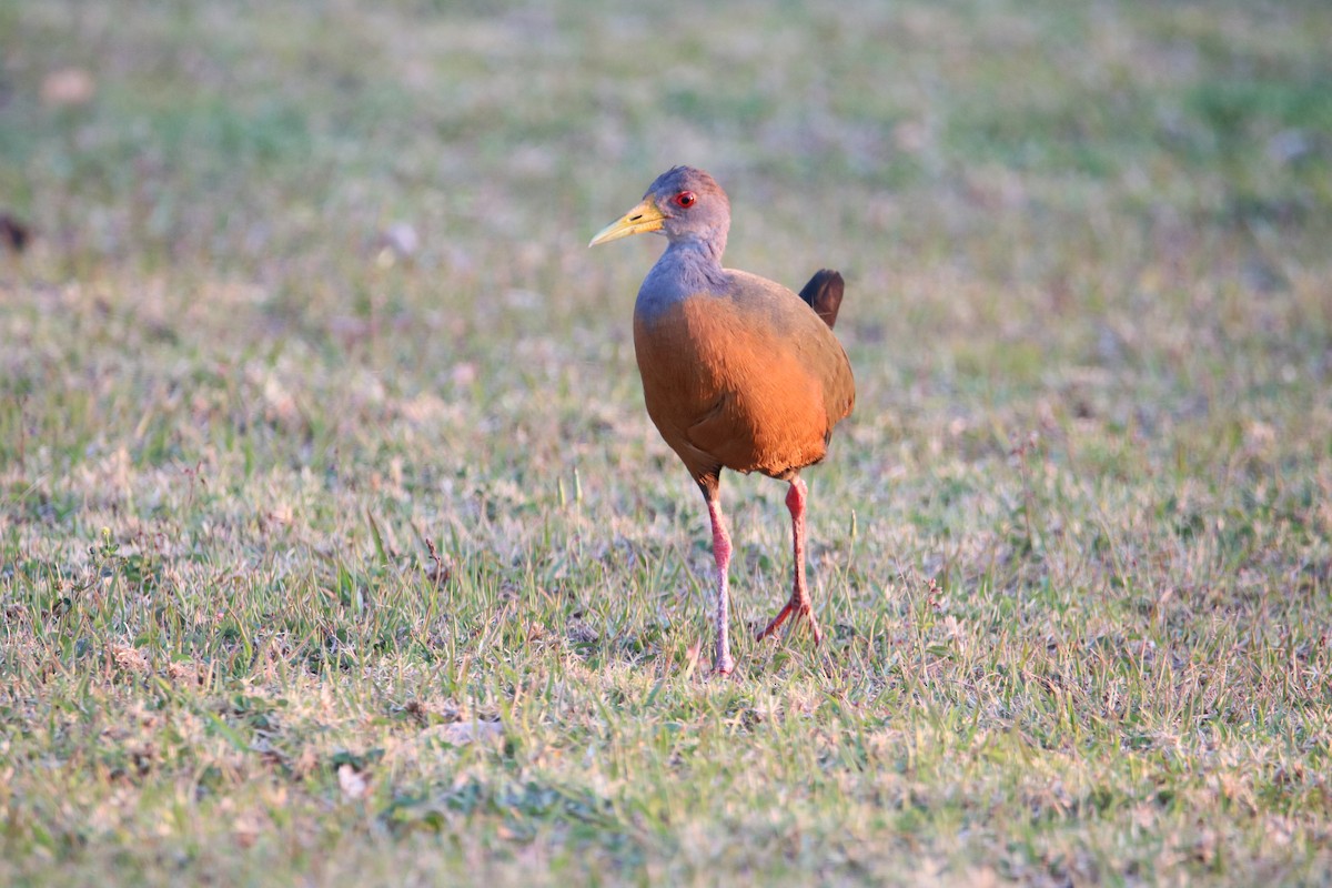 Gray-cowled Wood-Rail - ML510358971