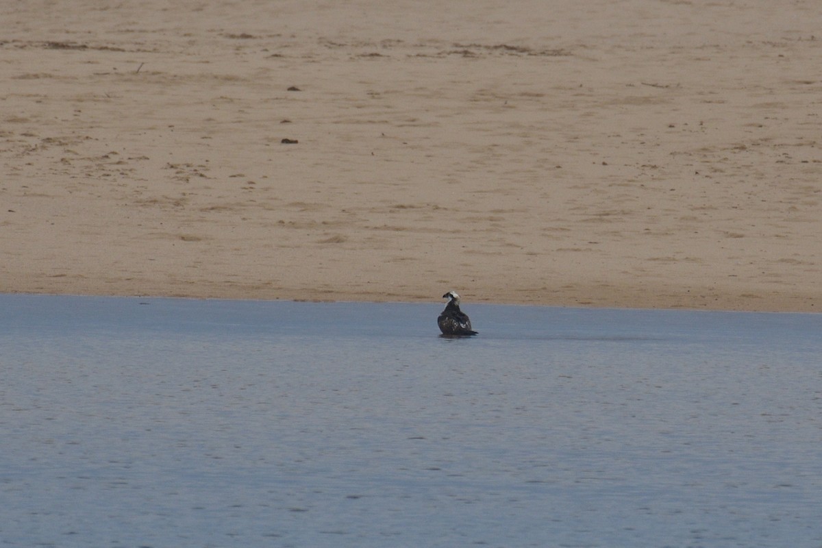 Águila Pescadora - ML510359491