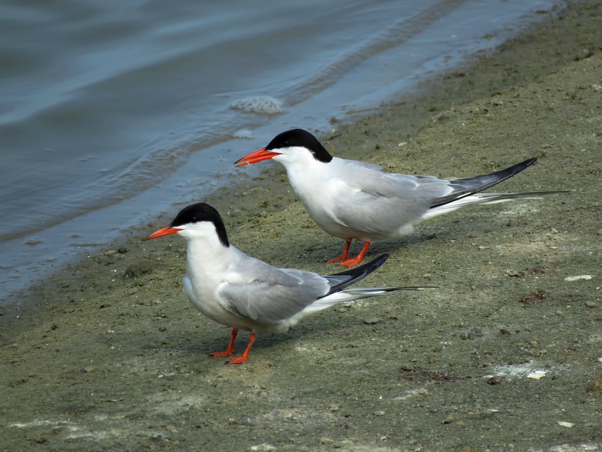 Common Tern - ML510360041