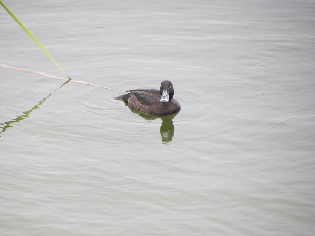 鳳頭潛鴨 - ML510360081