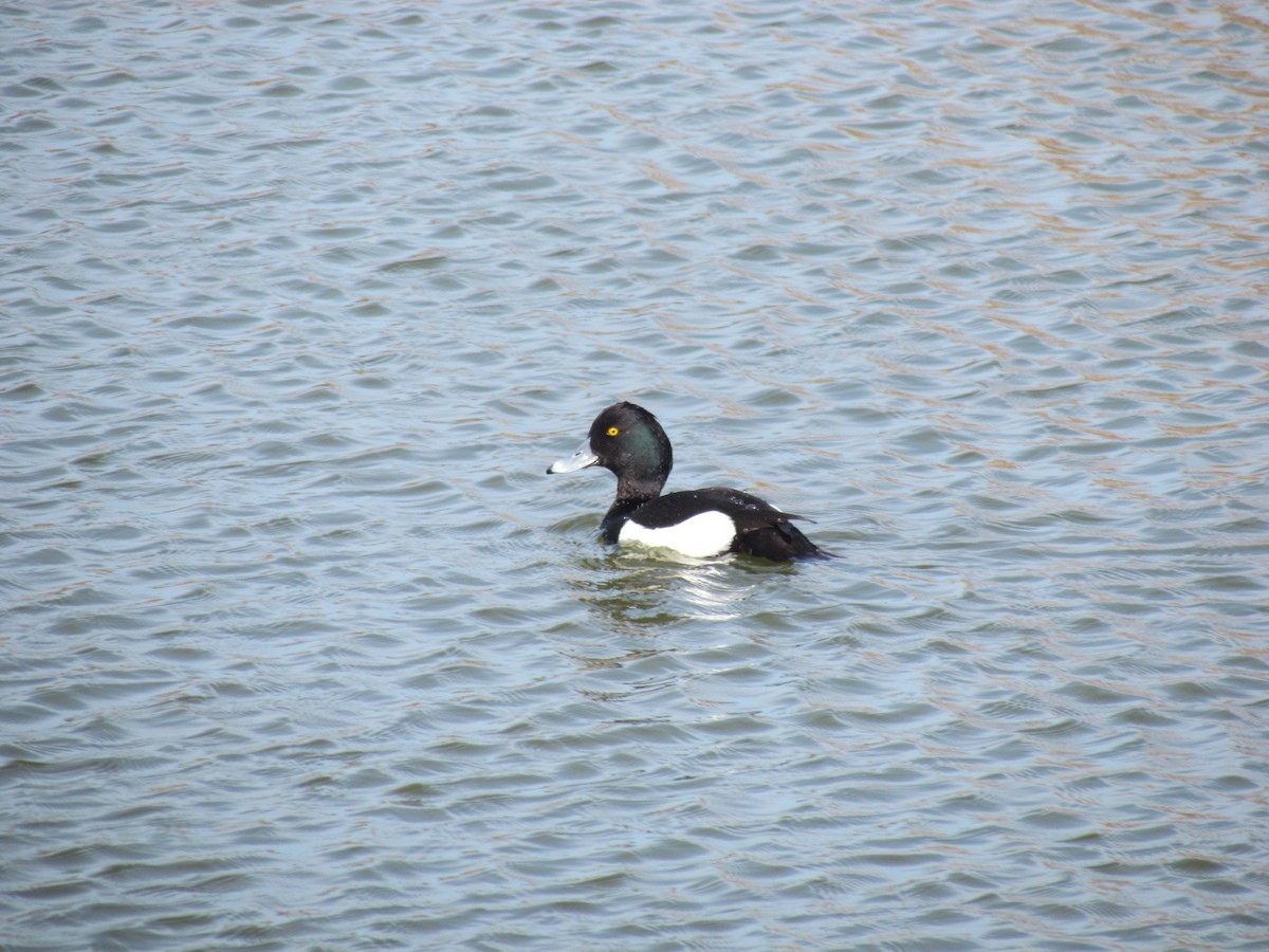 Tufted Duck - ML510360091
