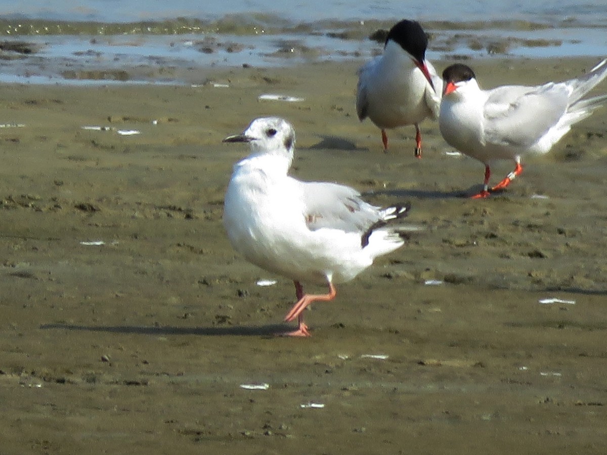 Bonaparte's Gull - ML510360161