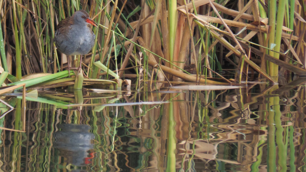 Water Rail - ML510364041