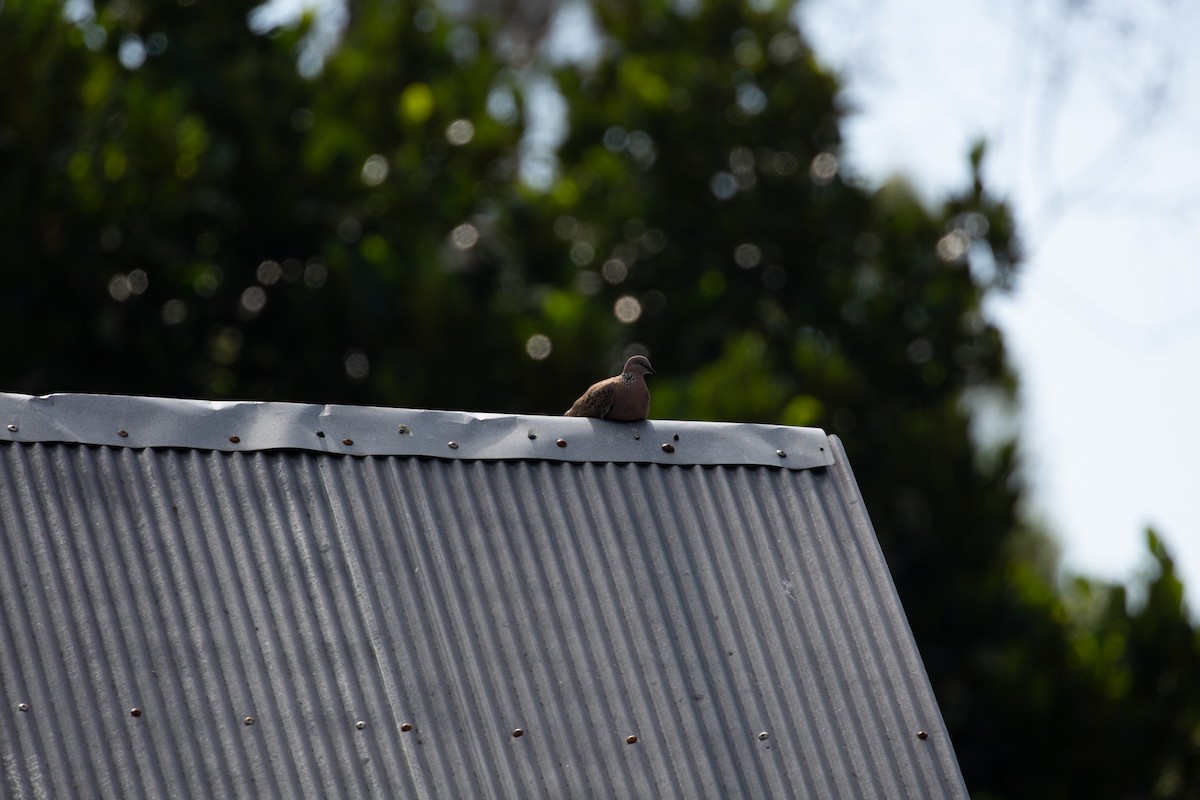 Spotted Dove - ML510365331