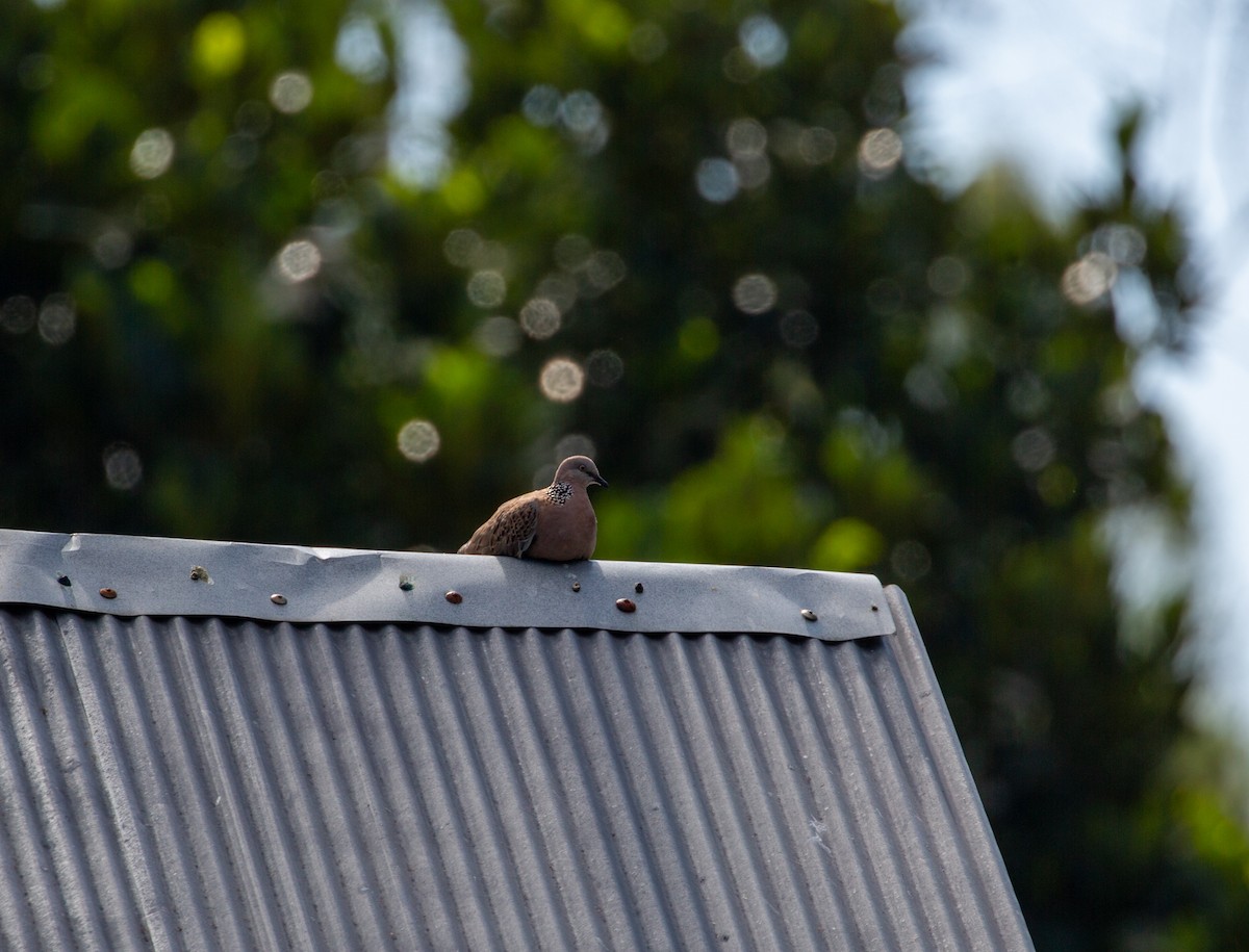 Spotted Dove - ML510365341