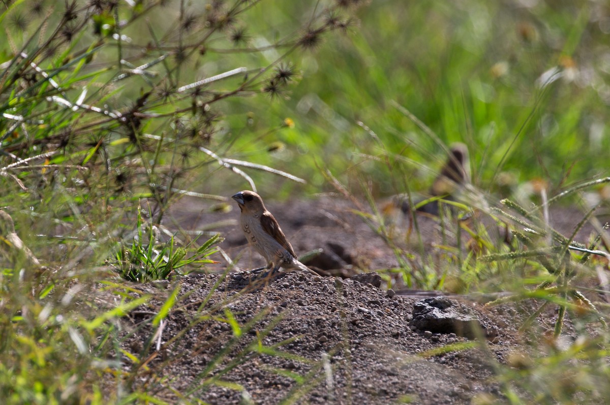 Scaly-breasted Munia - ML510365731