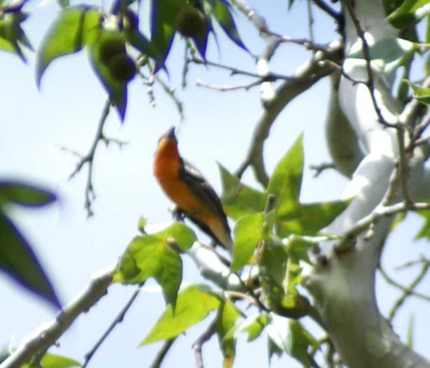 Flame-colored Tanager - ML510365851