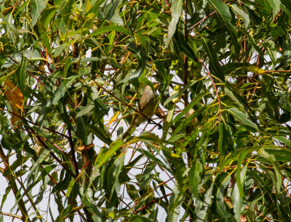 Brown Honeyeater - ML510366061