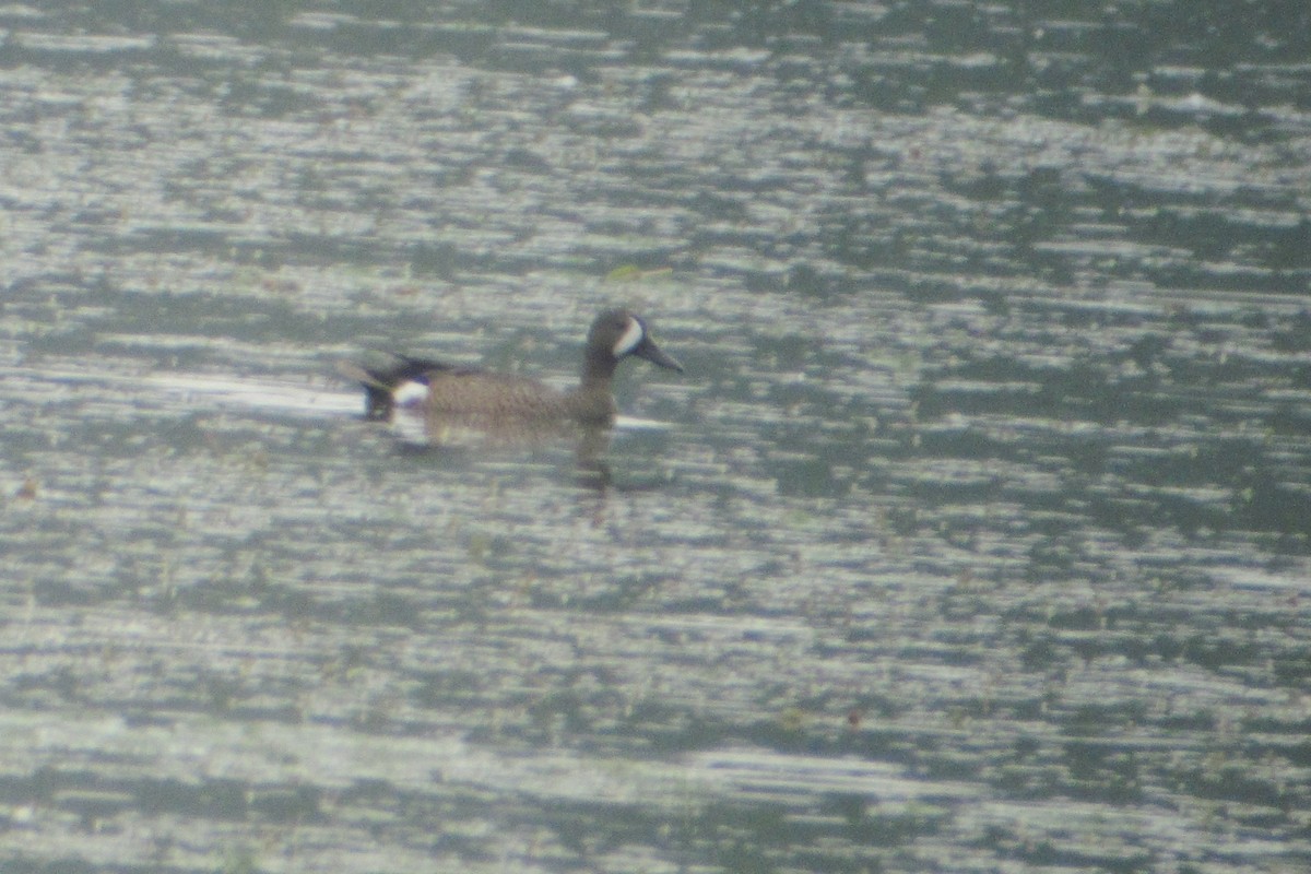 Blue-winged Teal - ML51036711