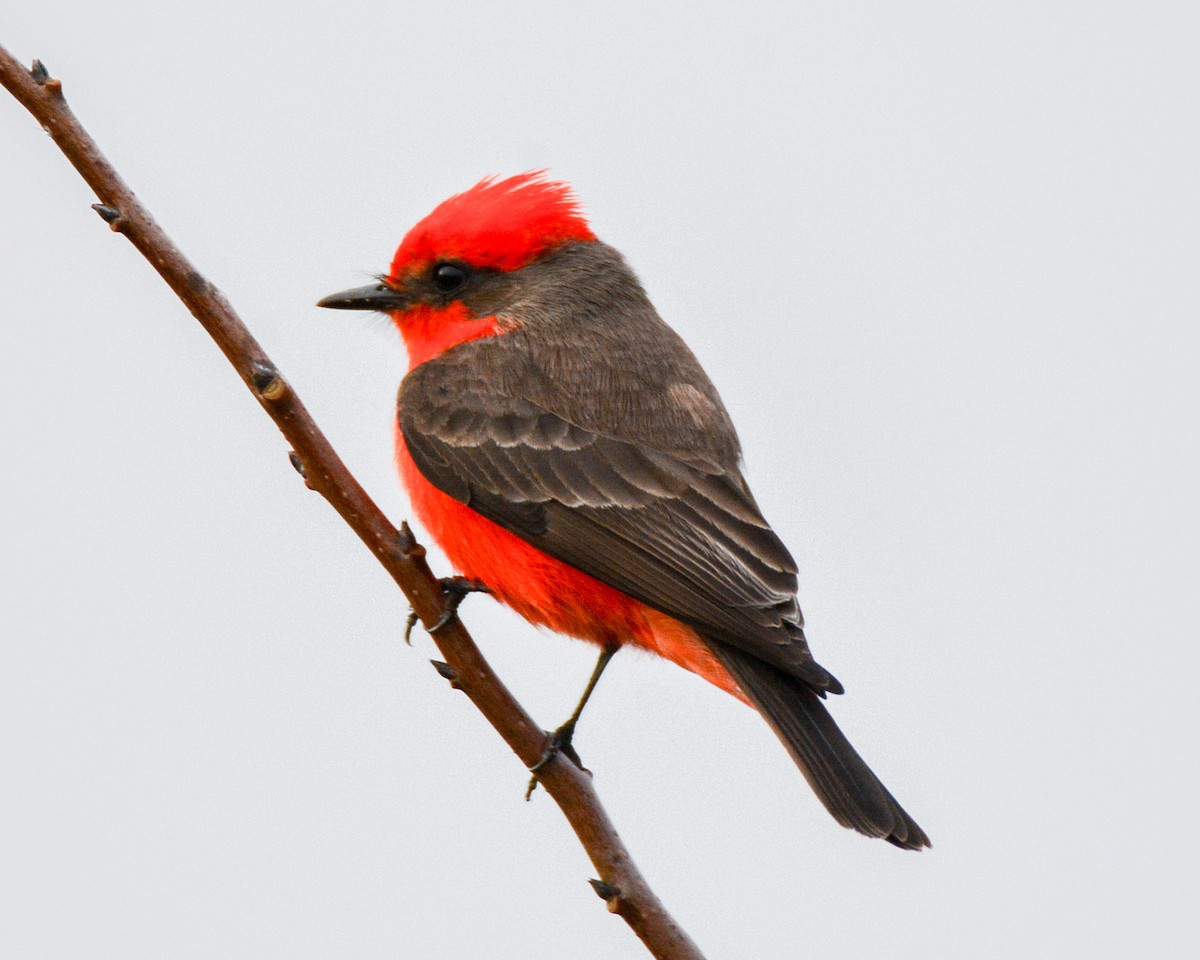 Vermilion Flycatcher - ML510369371