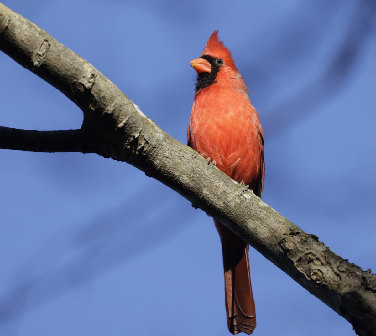 Cardinal rouge (groupe cardinalis) - ML510371231