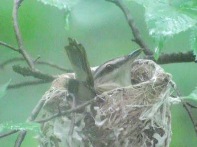 Red-eyed Vireo - ML51037191