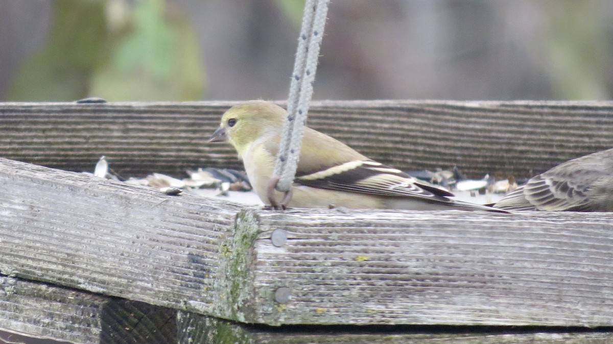 American Goldfinch - ML510372171