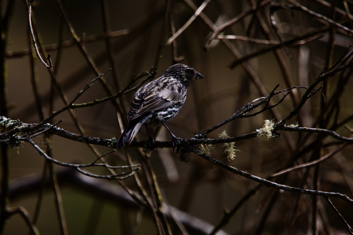 Plumbeous Sierra Finch - ML510372541