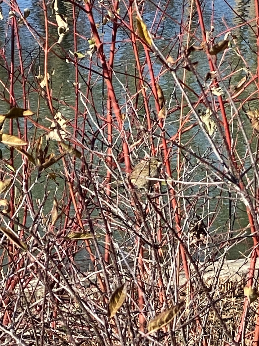 Lincoln's Sparrow - ML510374471