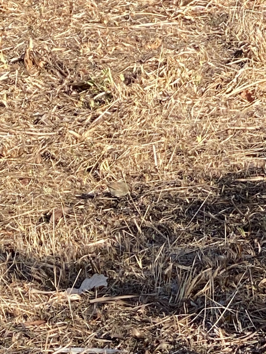 Lincoln's Sparrow - ML510374501