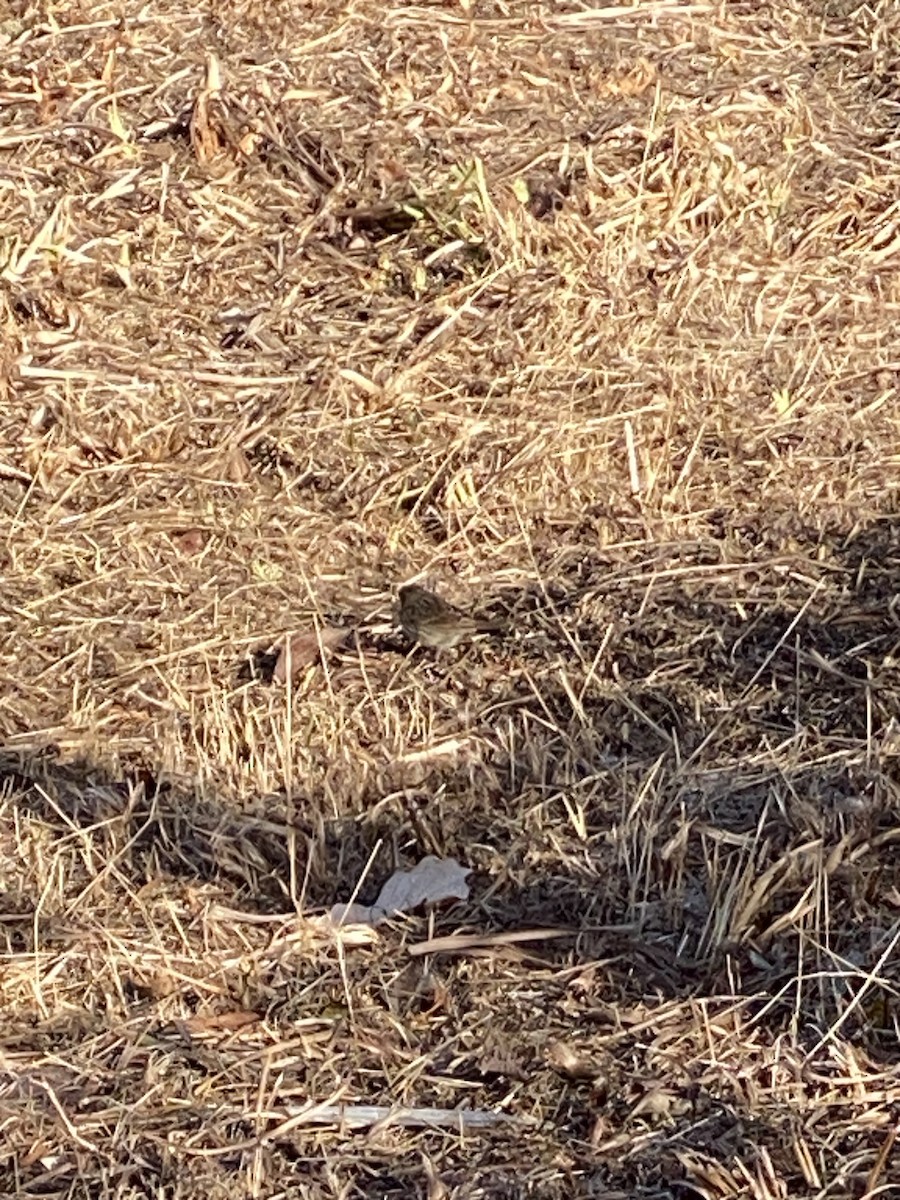 Lincoln's Sparrow - ML510374521