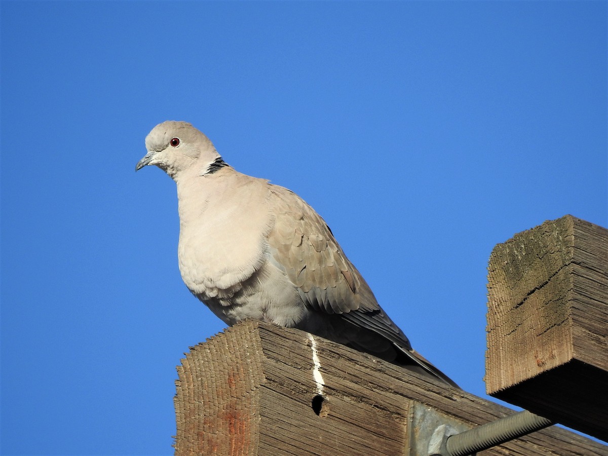 Буулгат хүүрзгэнэ - ML510374731