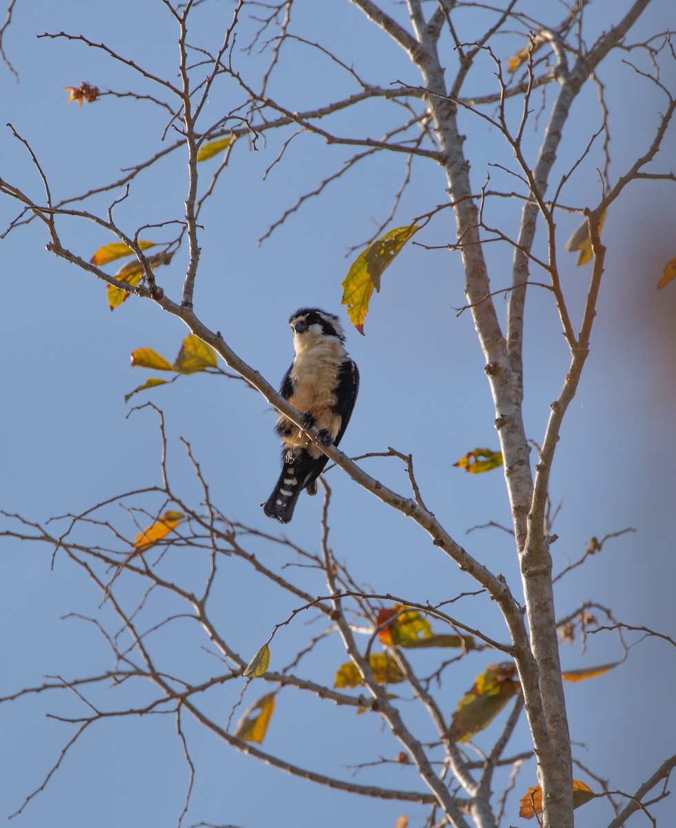 Black-thighed Falconet - Paul Mandala