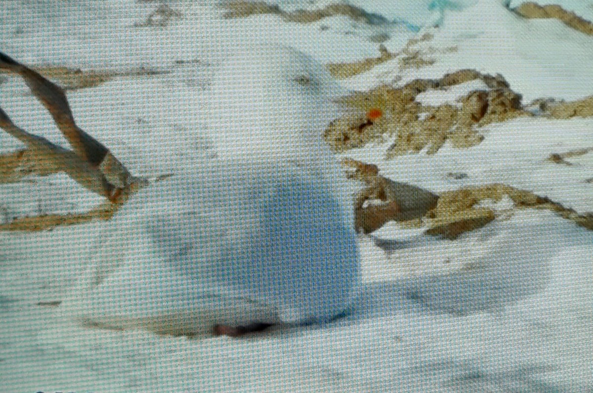 Iceland Gull - ML510375271