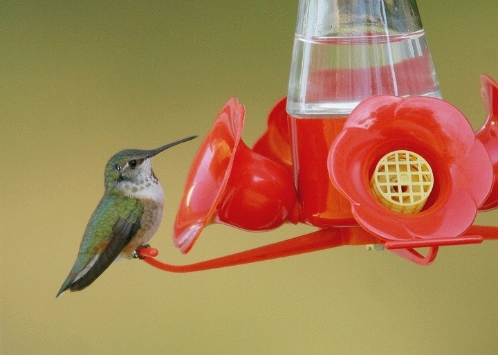 Rufous Hummingbird - ML510376611