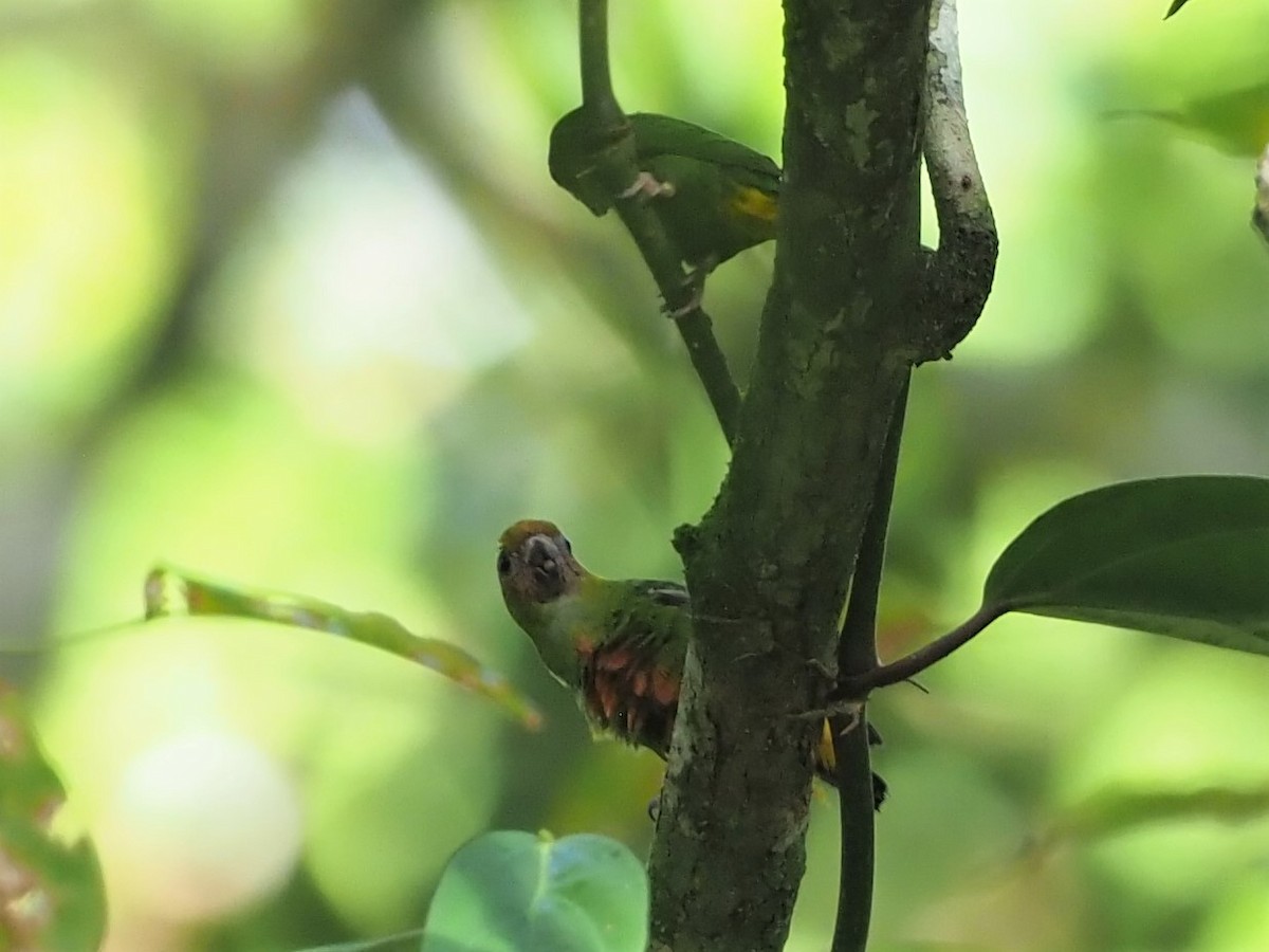 Yellow-capped Pygmy-Parrot - Sarah Preston