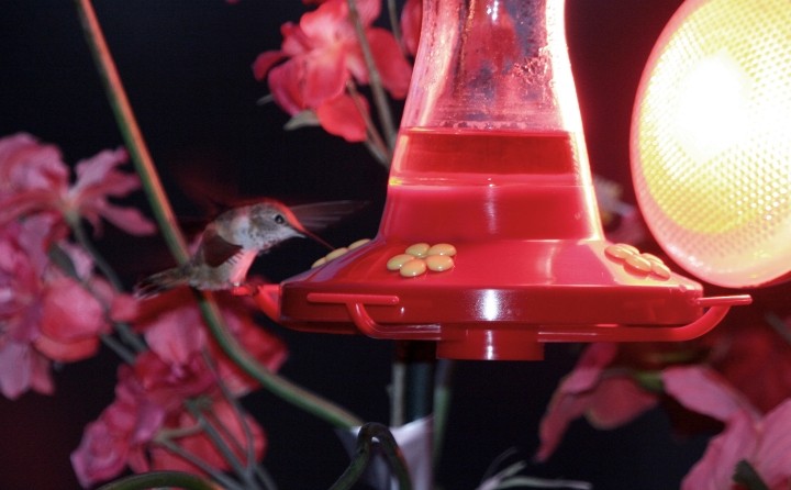 Rufous Hummingbird - ML510377171