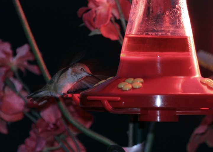 Rufous Hummingbird - ML510377181