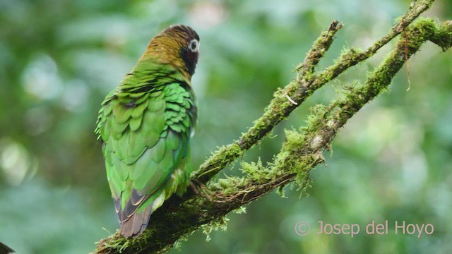 Brown-hooded Parrot - ML510377971