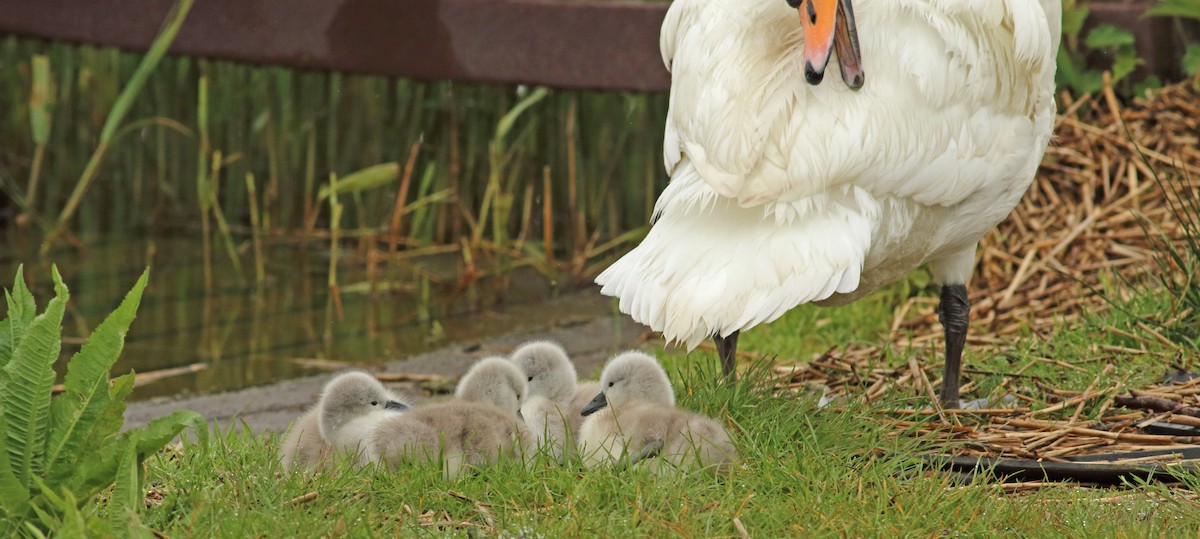 Mute Swan - ML510377981