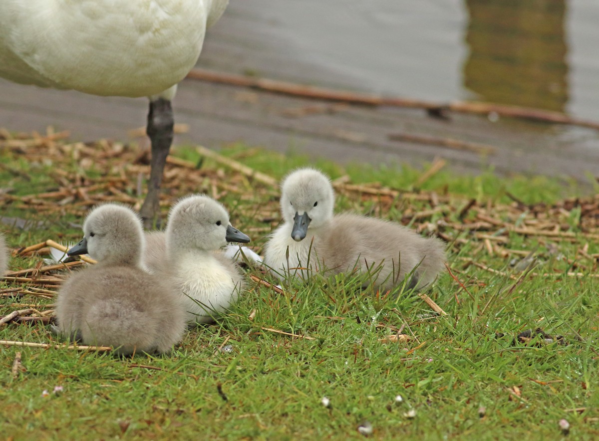 Mute Swan - ML510378001