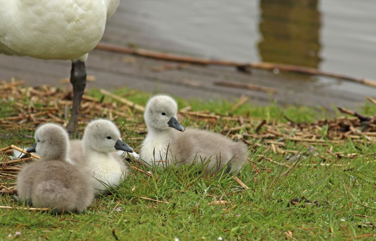 Mute Swan - ML510378011