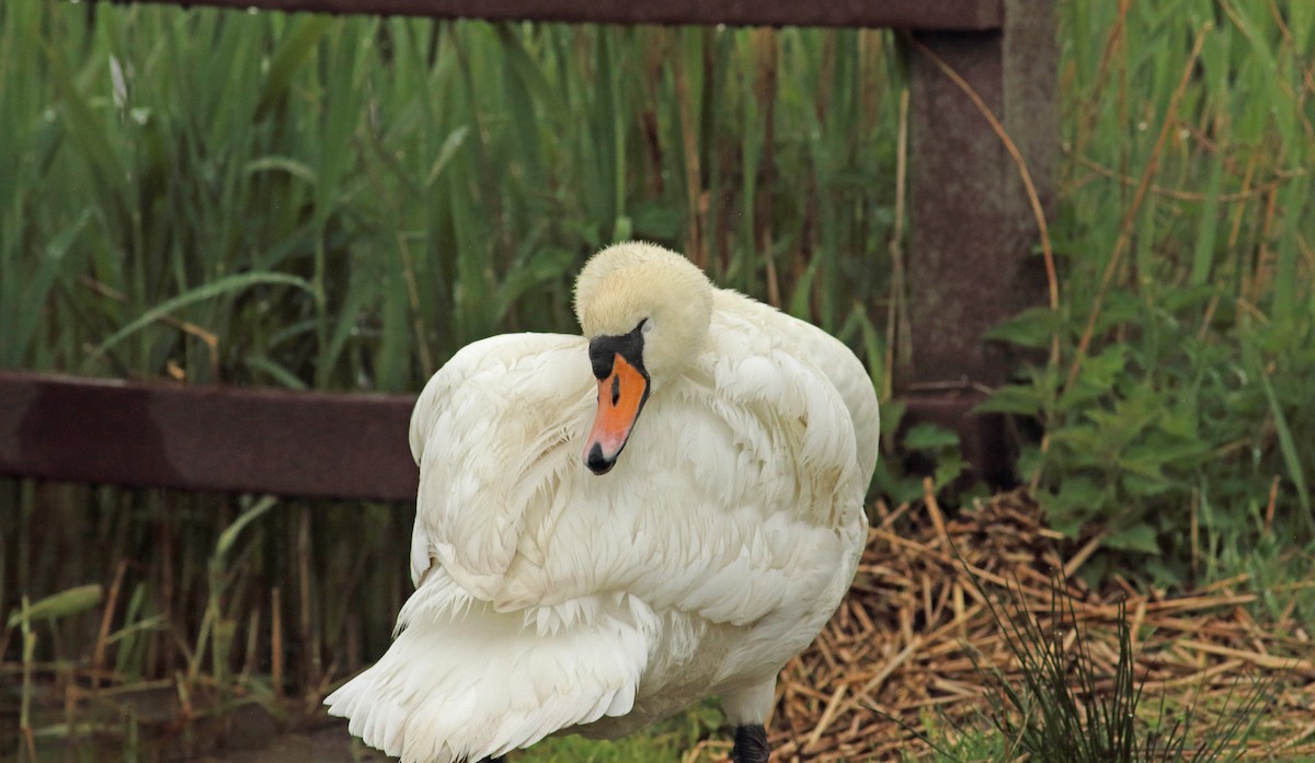 Mute Swan - ML510378021