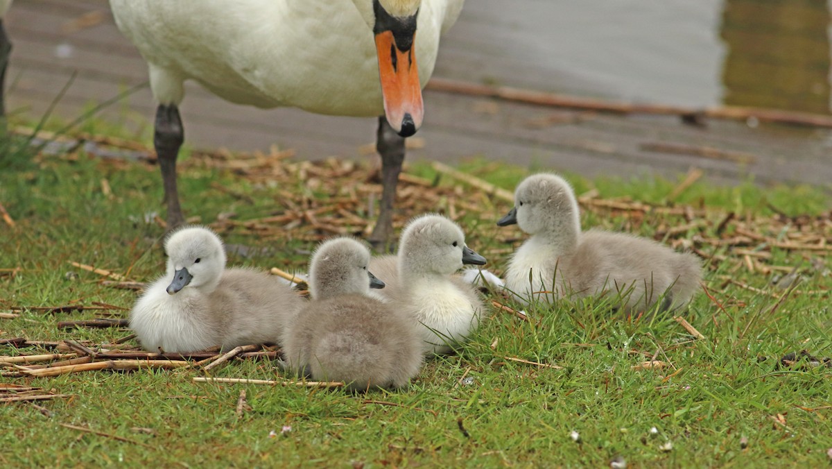 Mute Swan - ML510378031