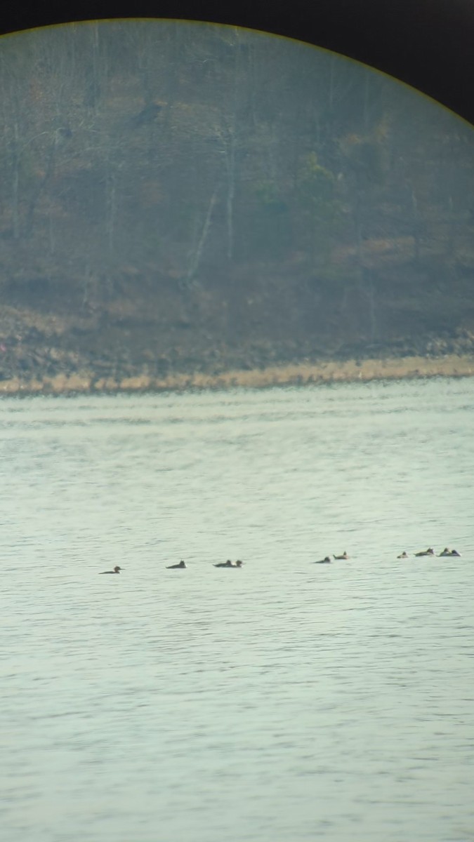 Red-breasted Merganser - ML510378351