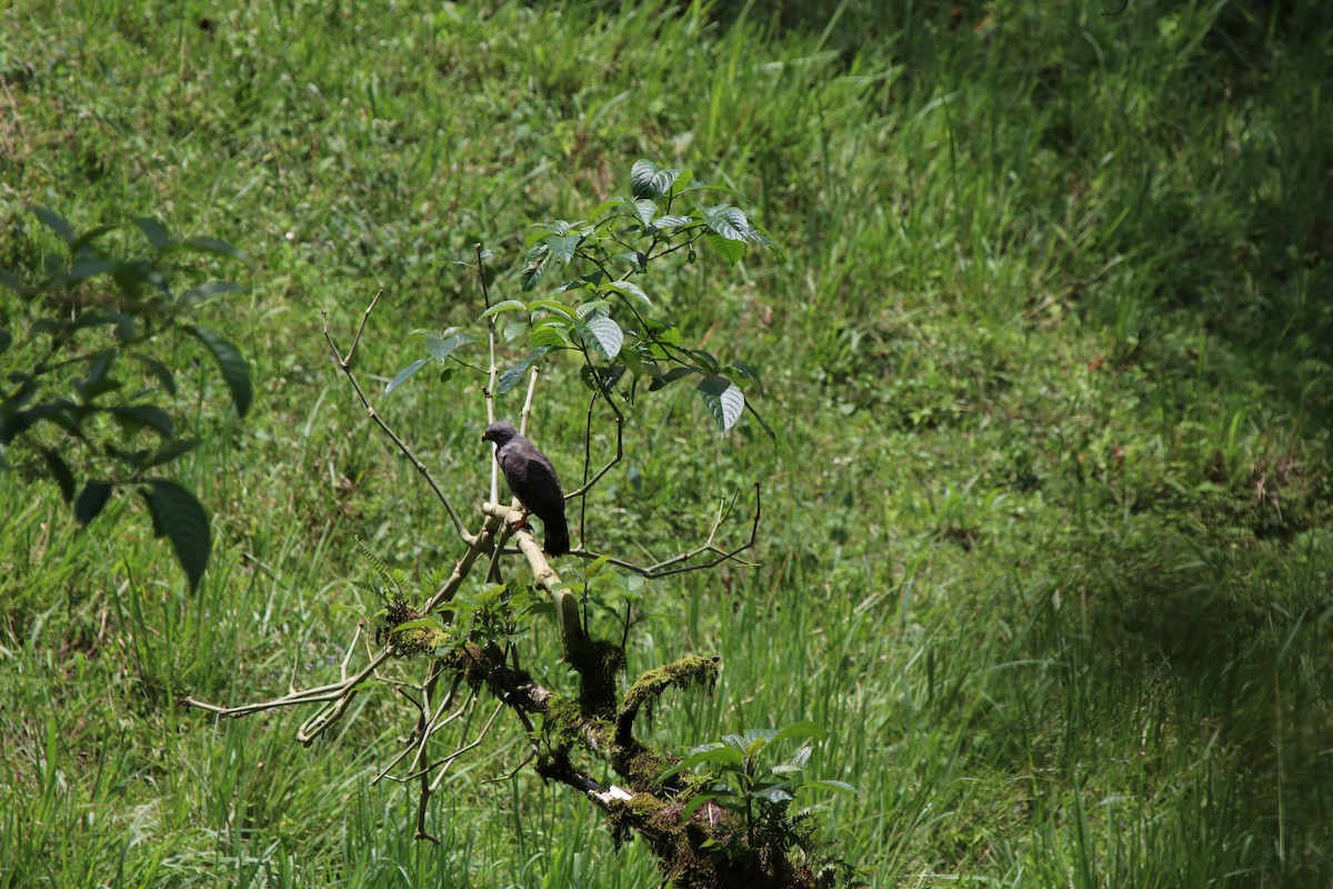 Roadside Hawk - ML510378511