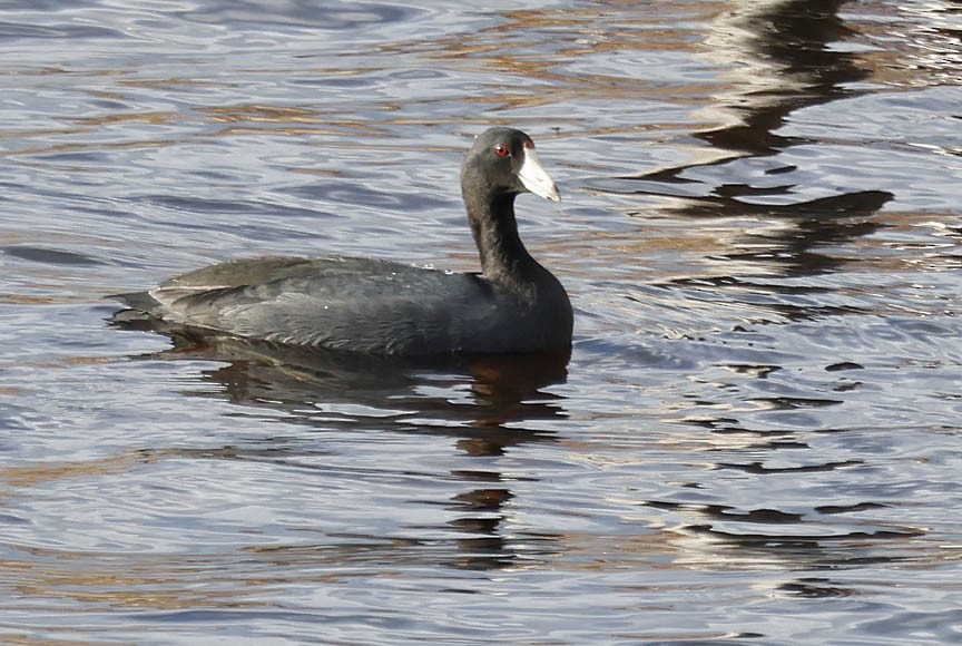 American Coot - ML510378661