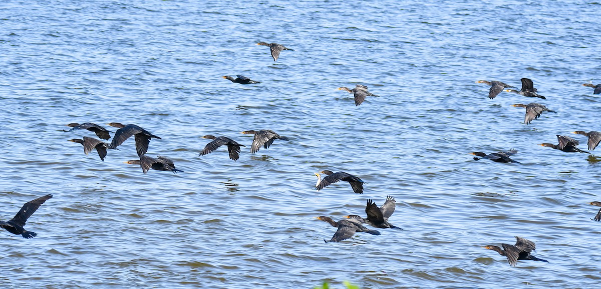 Double-crested Cormorant - ML510378791
