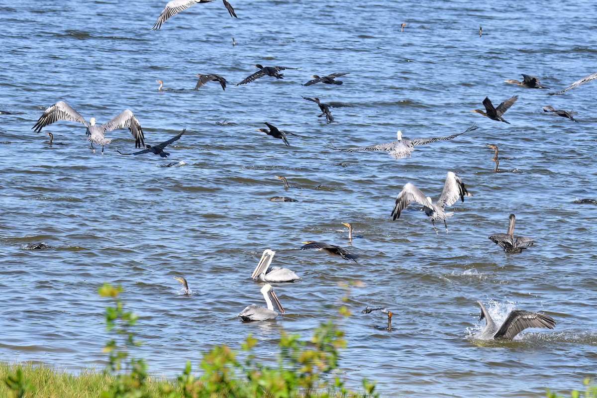 Double-crested Cormorant - ML510378831