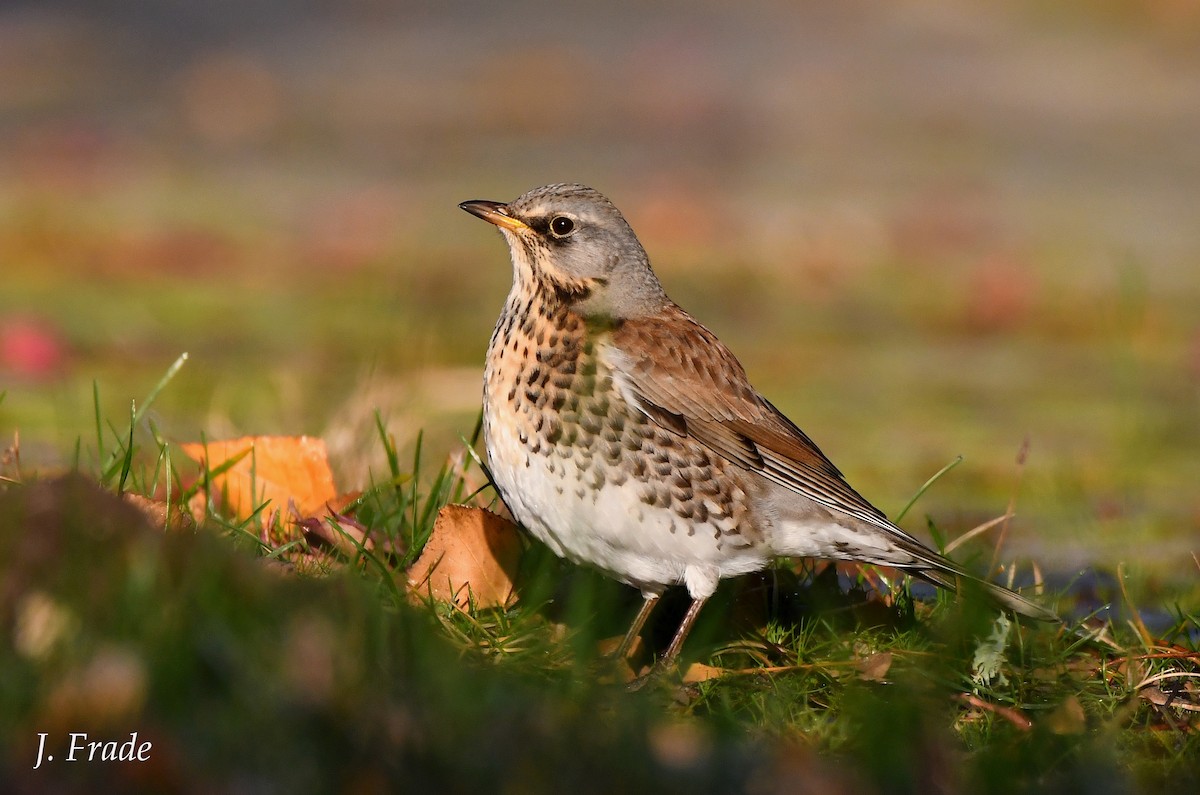 Fieldfare - ML510379421