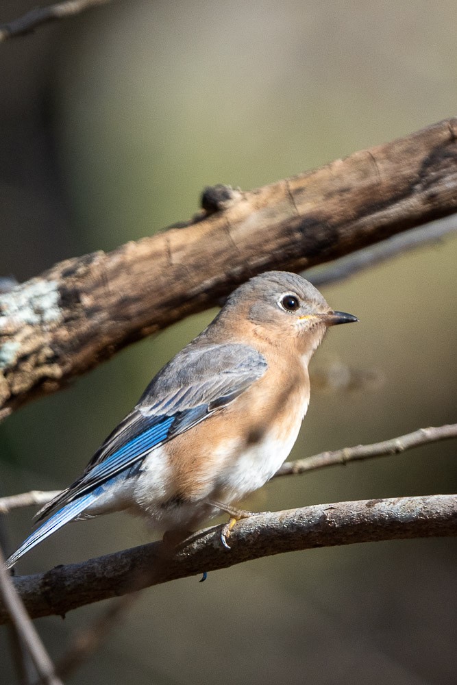 Eastern Bluebird - ML510380071