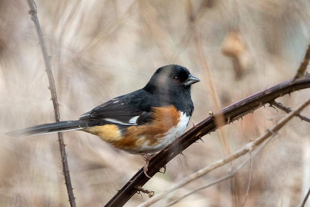 ワキアカトウヒチョウ - ML510380191