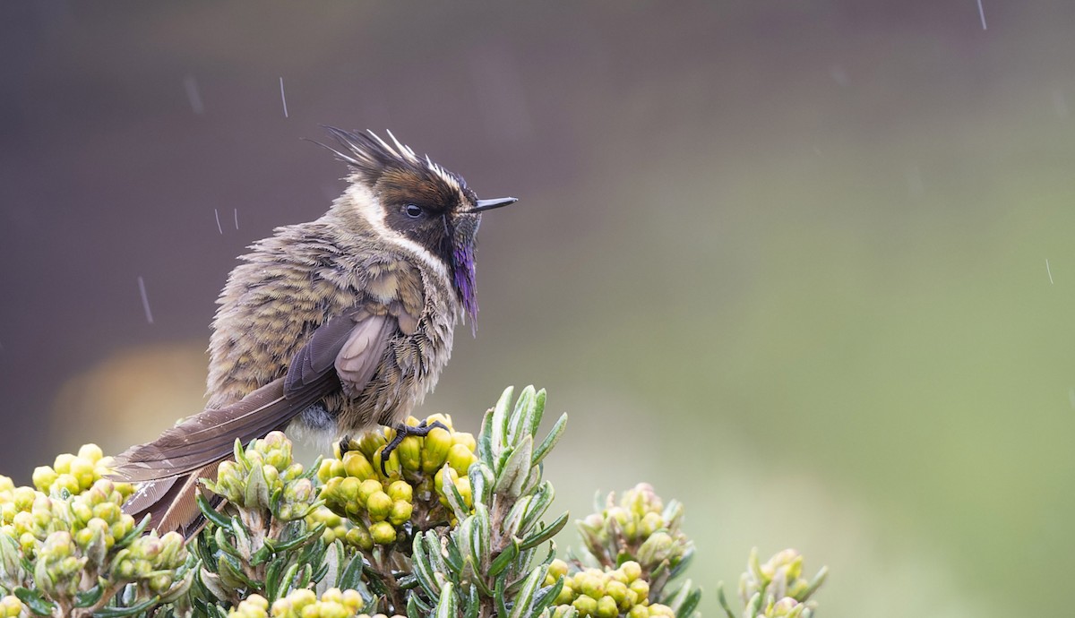 Buffy Helmetcrest - ML510380431