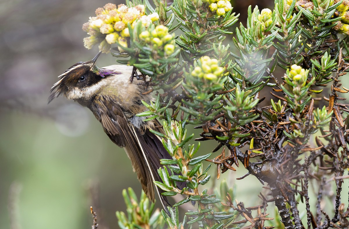 Buffy Helmetcrest - ML510380451